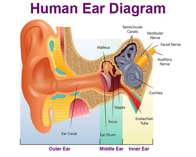 Diagram of the human ear.